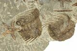 Wide Slab With + Fossil Starfish & Trilobites #234590-6